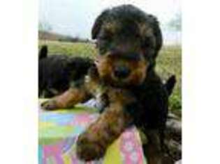 Welsh Terrier Puppy for sale in Chetopa, KS, USA