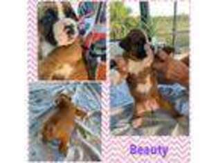 Boxer Puppy for sale in Arcadia, FL, USA