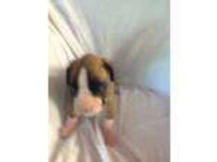 Boxer Puppy for sale in Pineville, LA, USA