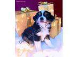 Miniature Australian Shepherd Puppy for sale in Center Ridge, AR, USA