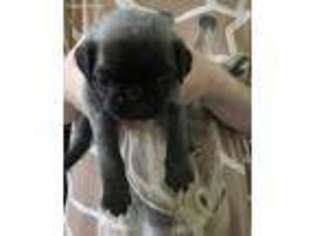 Pug Puppy for sale in Houston, TX, USA