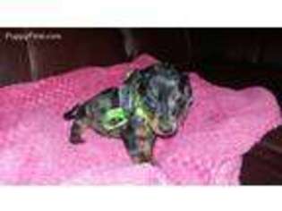 Dachshund Puppy for sale in Bryson City, NC, USA
