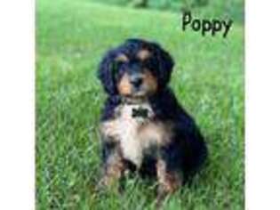 Mutt Puppy for sale in Alum Bank, PA, USA
