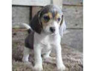 Beagle Puppy for sale in West Plains, MO, USA