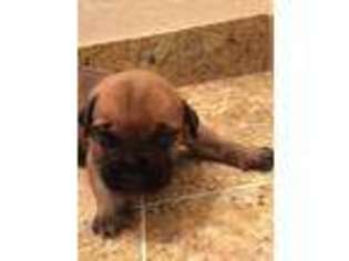 Bullmastiff Puppy for sale in Brentwood, CA, USA