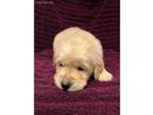 Golden Retriever Puppy for sale in Garden City, MO, USA