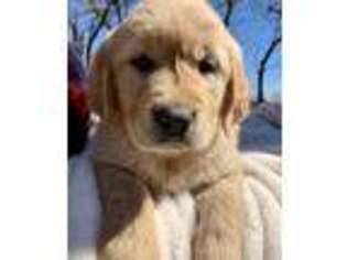 Golden Retriever Puppy for sale in Osage City, KS, USA
