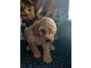 Cavapoo Puppy for sale in Millerstown, PA, USA