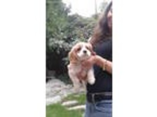 Cavalier King Charles Spaniel Puppy for sale in Rancho Cordova, CA, USA