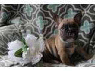 French Bulldog Puppy for sale in Dresden, OH, USA