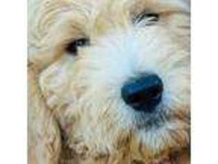 Goldendoodle Puppy for sale in West Berlin, NJ, USA