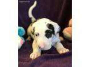 Great Dane Puppy for sale in Alpena, AR, USA