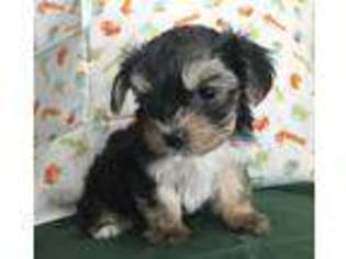 Mutt Puppy for sale in Richardson, TX, USA