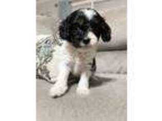 Cavapoo Puppy for sale in Watkinsville, GA, USA