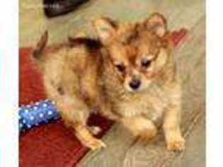 Pomeranian Puppy for sale in Texarkana, TX, USA