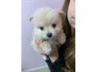 Pomeranian Puppy for sale in Graham, WA, USA