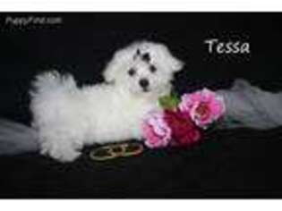 Maltese Puppy for sale in Leon, IA, USA