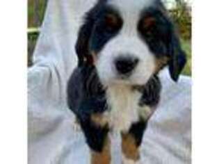 Bernese Mountain Dog Puppy for sale in Broadway, VA, USA