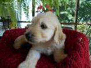 Goldendoodle Puppy for sale in Mooresville, NC, USA