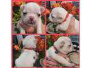 French Bulldog Puppy for sale in Evans, GA, USA