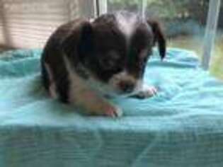 Chihuahua Puppy for sale in Winder, GA, USA
