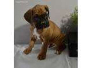 Boxer Puppy for sale in Tuscola, IL, USA