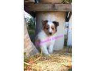 Shetland Sheepdog Puppy for sale in Bonners Ferry, ID, USA