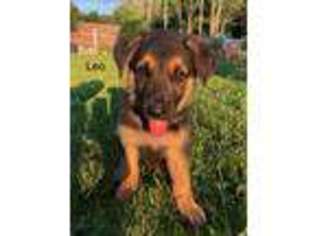 German Shepherd Dog Puppy for sale in Monroe, NY, USA