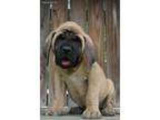 Mastiff Puppy for sale in Custar, OH, USA