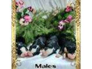 Bernese Mountain Dog Puppy for sale in Millerstown, PA, USA