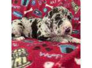 Great Dane Puppy for sale in Oliver Springs, TN, USA