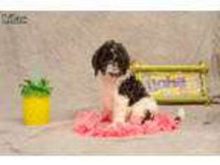Labradoodle Puppy for sale in El Mirage, AZ, USA