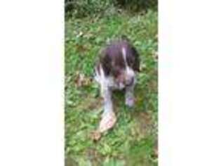 German Wirehaired Pointer Puppy for sale in Ephrata, PA, USA