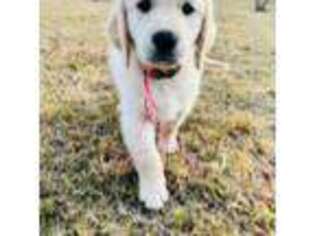 Golden Retriever Puppy for sale in Raleigh, NC, USA