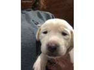 Labrador Retriever Puppy for sale in Falmouth, MI, USA