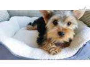 Yorkshire Terrier Puppy for sale in San Diego, CA, USA