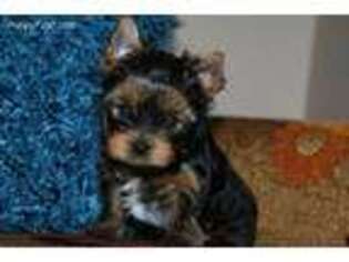 Yorkshire Terrier Puppy for sale in Graham, WA, USA