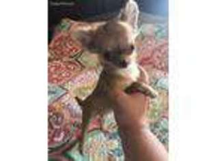 Chihuahua Puppy for sale in Mount Carmel, IL, USA