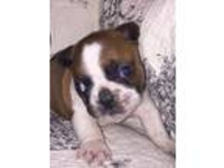 French Bulldog Puppy for sale in Petersburg, WV, USA