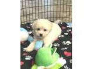 Bichon Frise Puppy for sale in Mountainburg, AR, USA