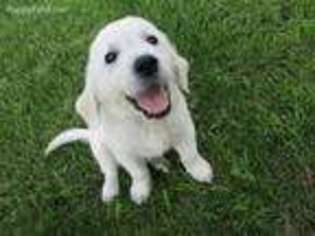 Mutt Puppy for sale in South Wayne, WI, USA