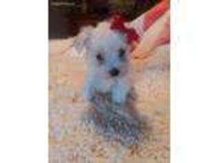Maltese Puppy for sale in Bostic, NC, USA