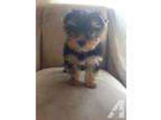 Yorkshire Terrier Puppy for sale in CANOGA PARK, CA, USA