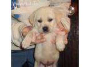 Labrador Retriever Puppy for sale in Nocona, TX, USA