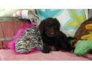 Labradoodle Puppy for sale in Westfield, NC, USA
