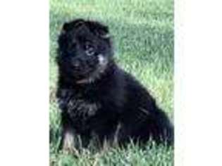 German Shepherd Dog Puppy for sale in Newaygo, MI, USA