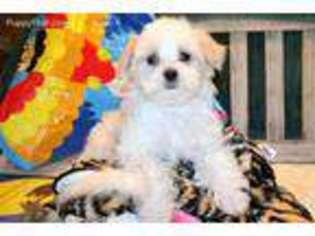 Maltese Puppy for sale in Fort Smith, AR, USA
