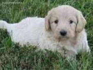 Goldendoodle Puppy for sale in Worthington, IN, USA