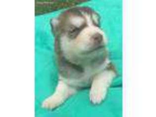 Siberian Husky Puppy for sale in Union Grove, NC, USA