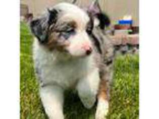 Australian Shepherd Puppy for sale in Joliet, IL, USA